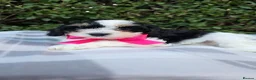 Cavapoo dogs for sale: Ready to go  !!Beautiful cavapoo puppies  - Advert 4