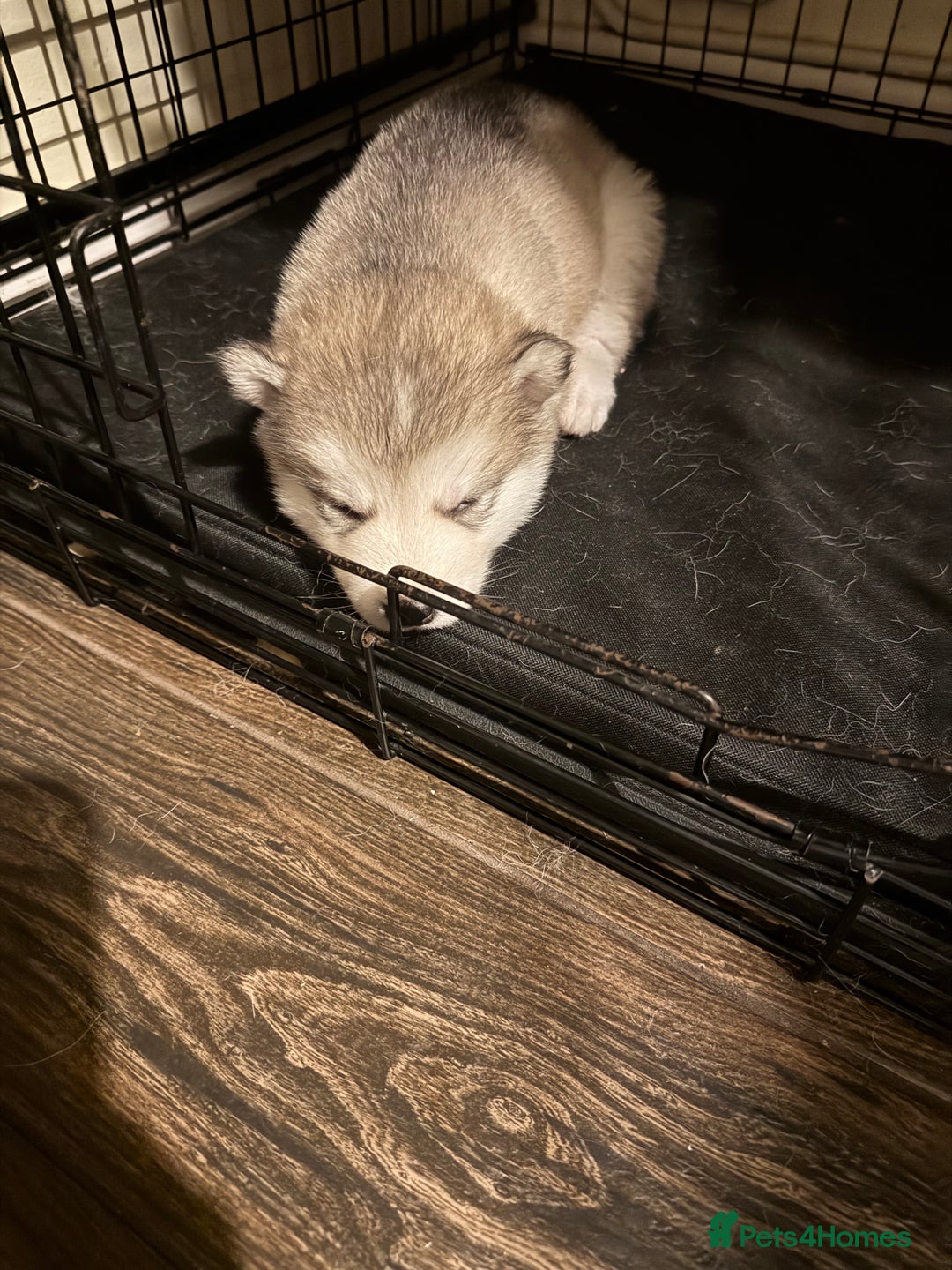Alaskan Malamute dogs for sale: 3 left beautiful Alaskan malamute puppies  - Advert 7