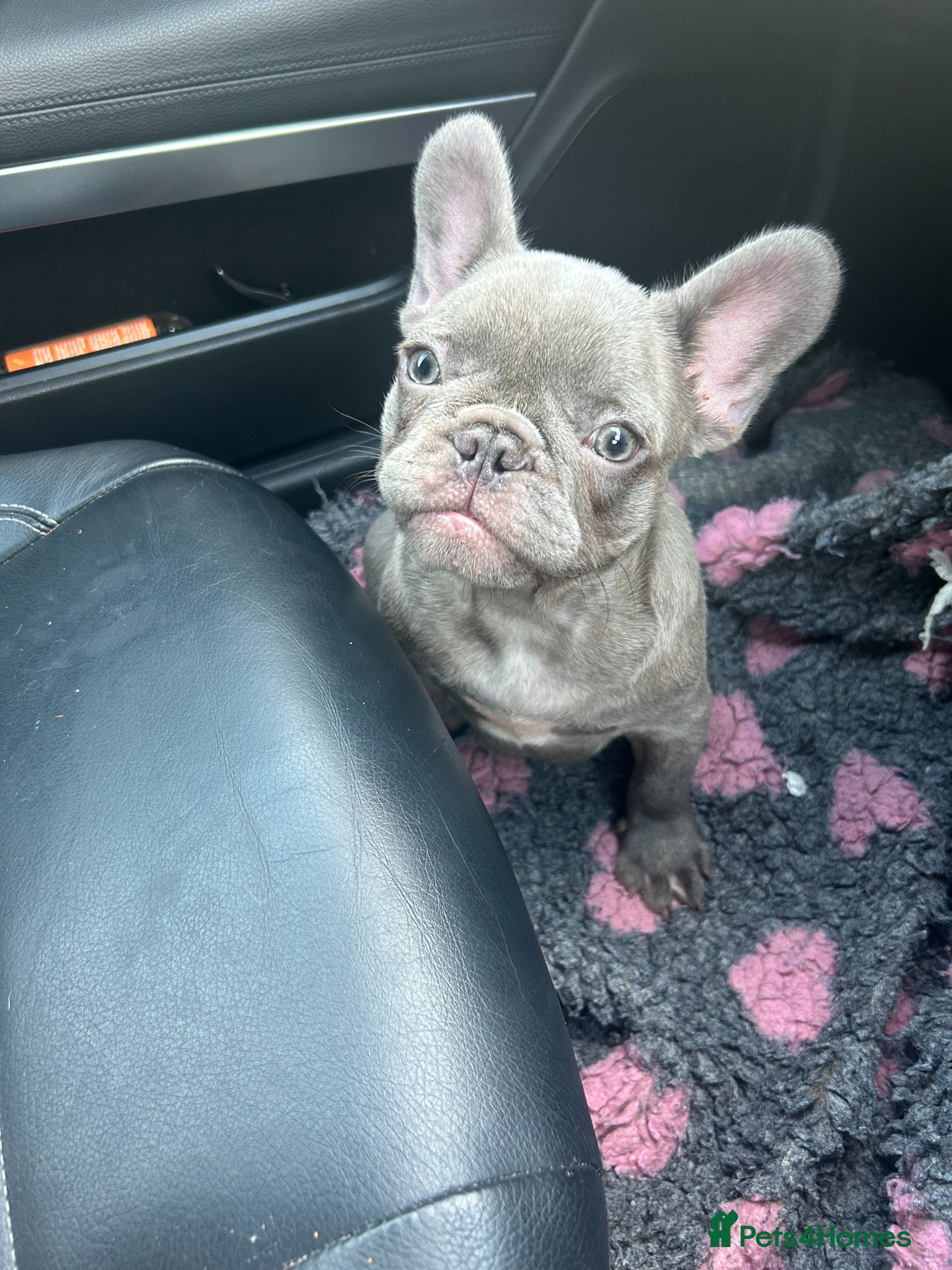 French Bulldog dogs Quality healthy french bulldog last boy available - Advert 2