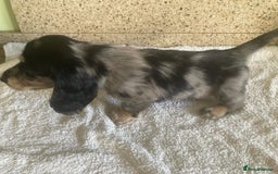 Miniature Dachshund dogs for sale: ADORABLE MINIATURE DACHSHUND PUPPIES - Image 9