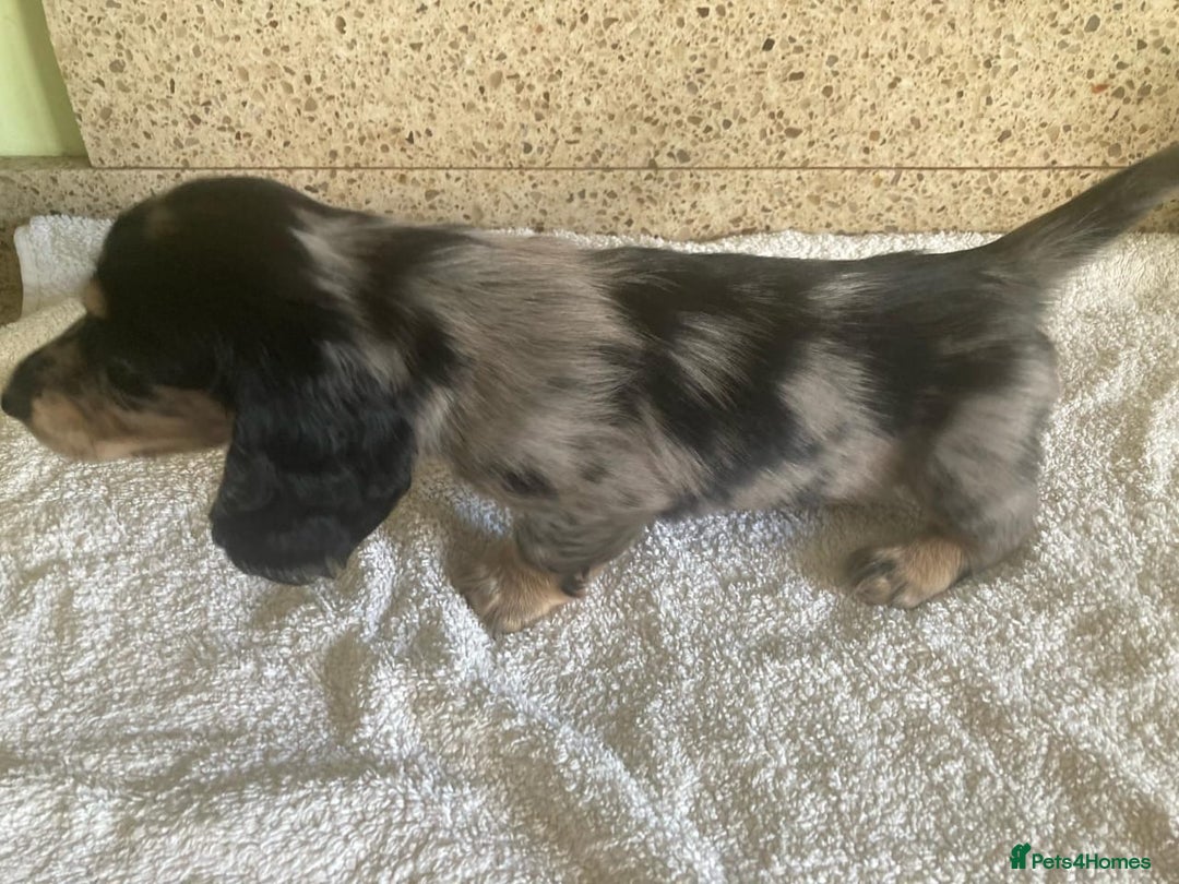 Miniature Dachshund dogs for sale: ADORABLE MINIATURE DACHSHUND PUPPIES - Image 9