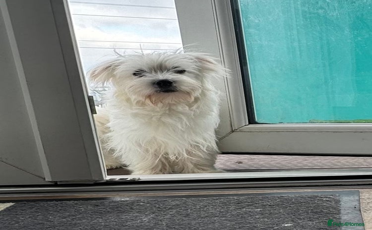 Coton De Tulear dogs in London - Advert 3