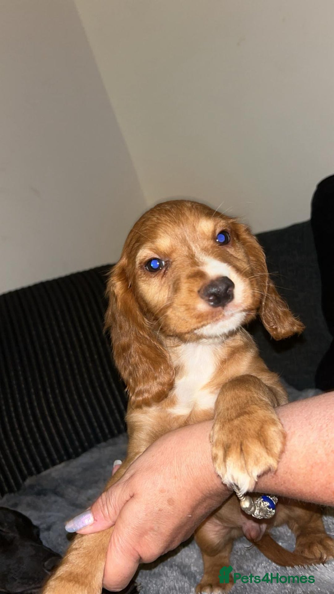 Cocker Spaniel dogs for sale: Cocker spaniel  - Image 3