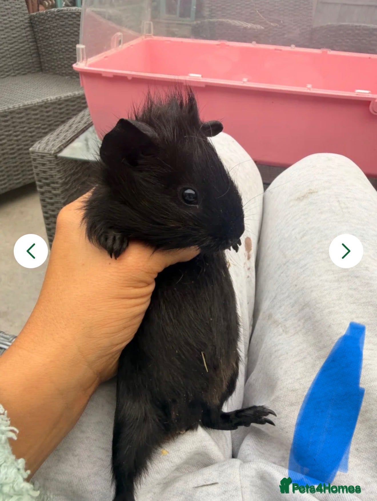 Guinea Pig rodents Baby guinea pigs ready now - Advert 2