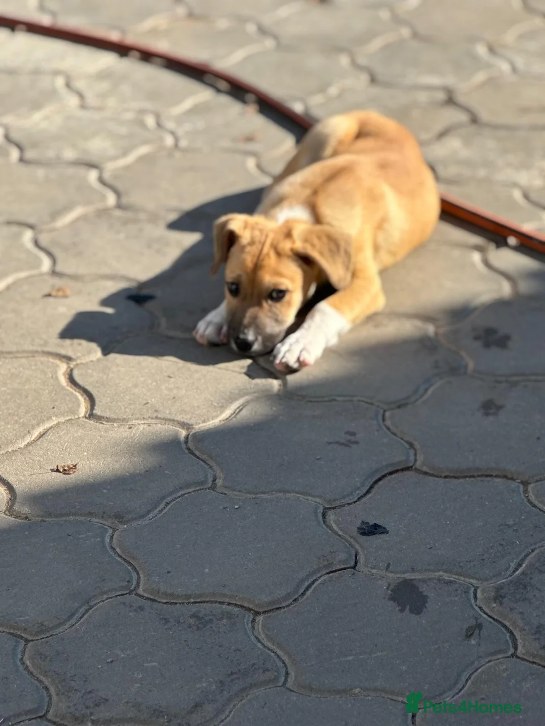 Mixed Breed dogs for adoption: JERRY – a Golden-Hearted Boy with a Playful Spirit - Advert 9