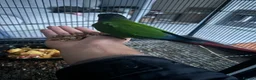 Mixed Breed birds for sale: Selling all my parrots message for more pics  - Advert 2