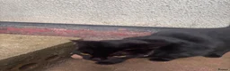 Mixed Breed cats for sale: Black beauty - Advert 2