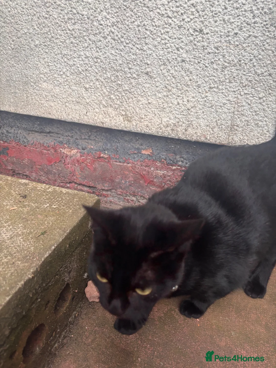 Mixed Breed cats for sale: Black beauty - Advert 2