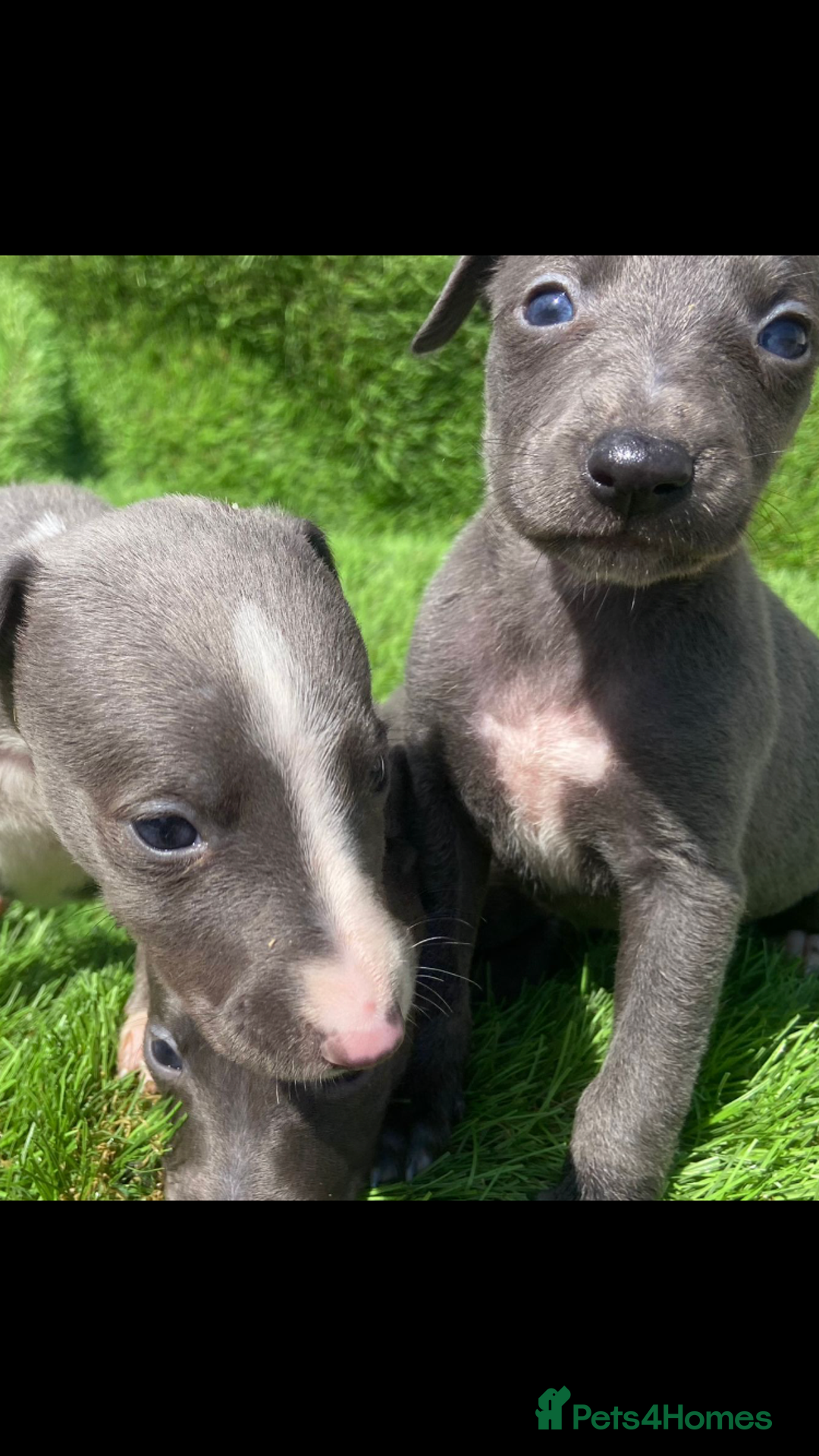Whippet dogs for sale: Stunning kc reg whippet pups (last few remaining)  - Image 14