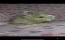 Angora rabbits for sale: Gorgeous fluffy little angora baby bunnies - Image 13