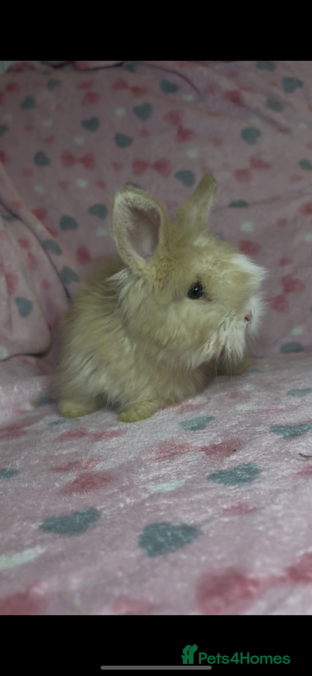 Angora rabbits for sale: Gorgeous fluffy little angora baby bunnies - Image 13