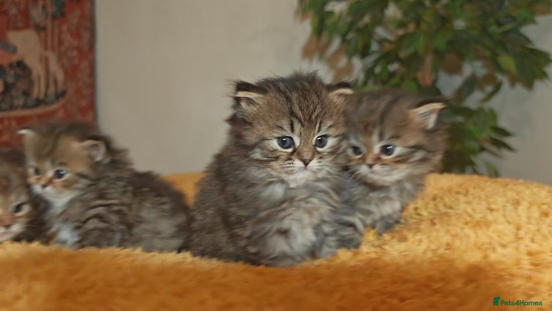 Siberian cats for sale: Siberian GCCFxGolden Chinchilla GCCF - Advert 7