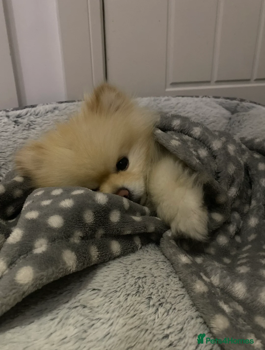 Pomeranian dogs for sale: male KC registered  **  pomeranian in Brierley Hill - Advert 2