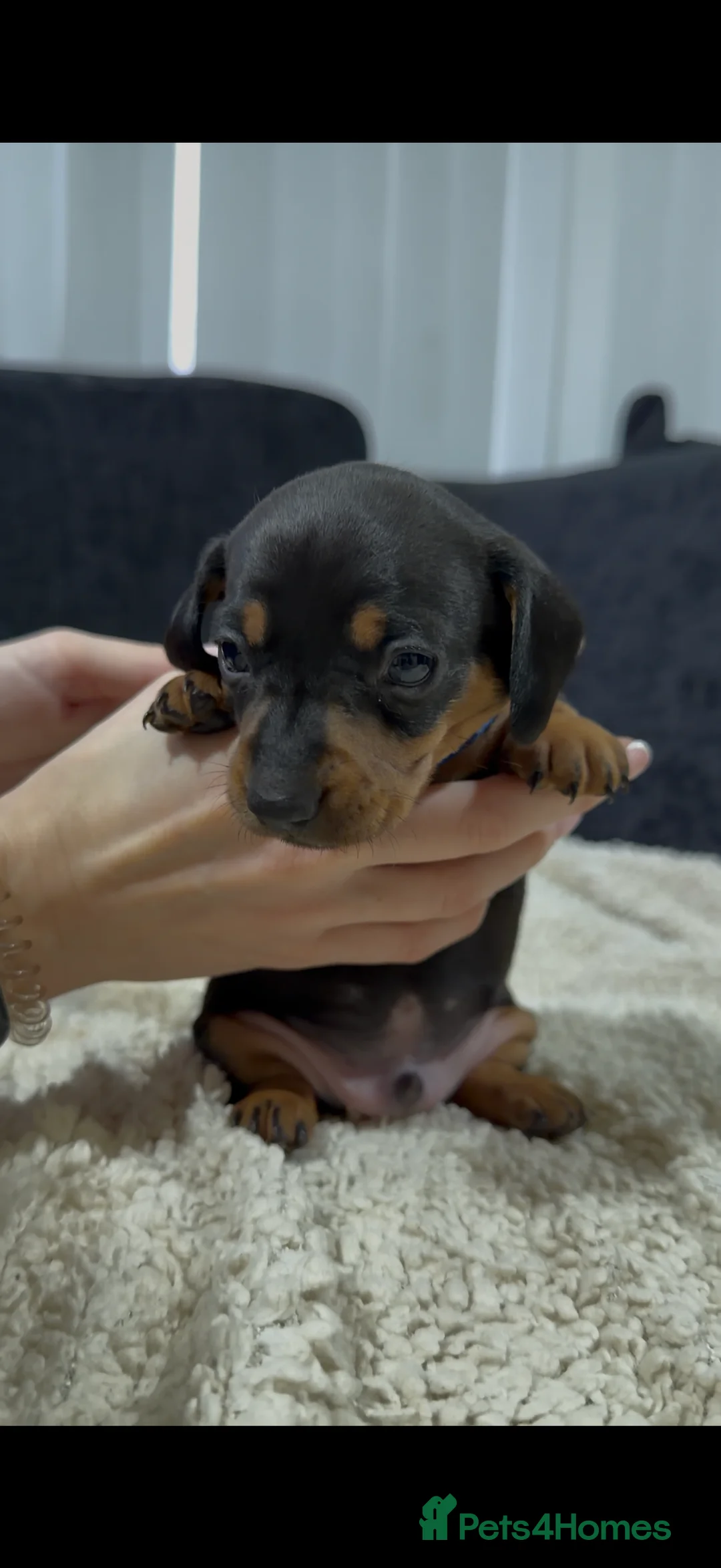 Miniature Dachshund dogs for sale: Miniature Dachshund Puppies - Advert 21