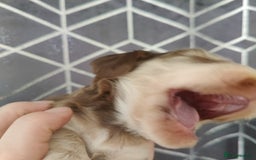 Cocker Spaniel dogs for sale: Show Type Cocker Spaniels Health Tested Parents  - Image 11