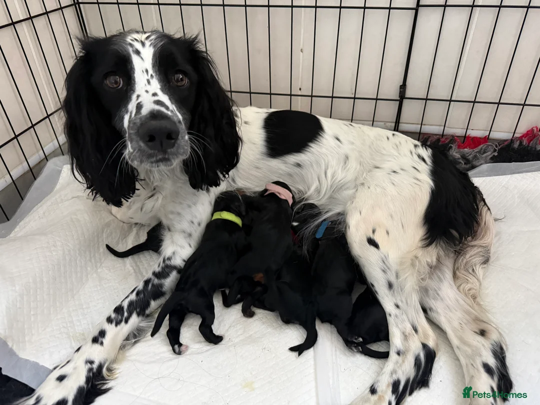 Sproodle dogs for sale: •LAST 3 GIRLS AVAILABLE• READY TO LEAVE• - Advert 6