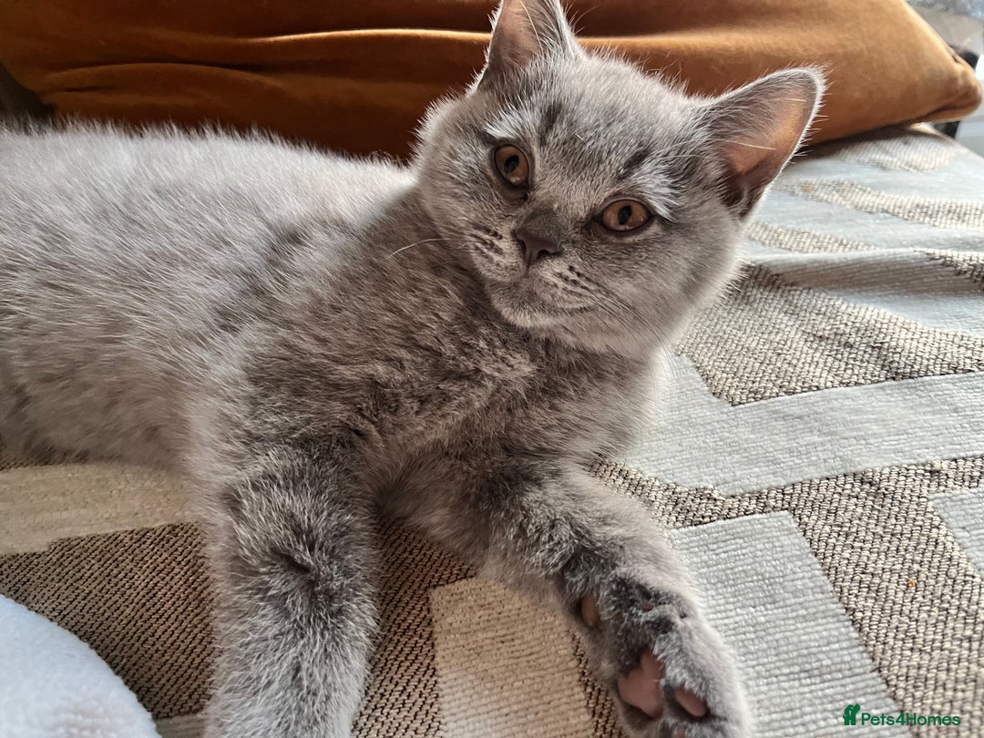 British Shorthair cats for sale: Kind Souls Fluffy Coats British Shorthair Kittens - Image 29