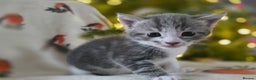 Mixed Breed cats for sale: Gorgeous kittens - Advert 11