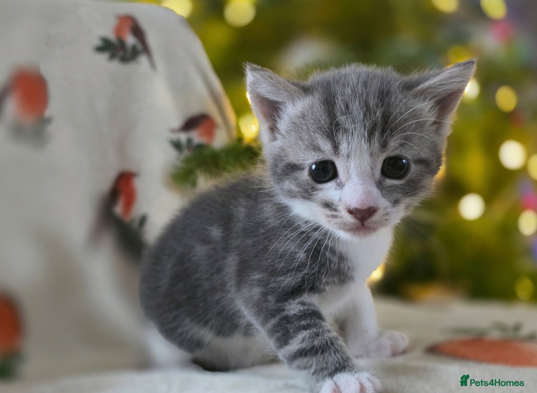 Mixed Breed cats for sale: Gorgeous kittens - Advert 11