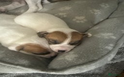 Jack Russell dogs for sale: Miniature Jack Russell terrier 3 boys and 3 girls  - Image 37