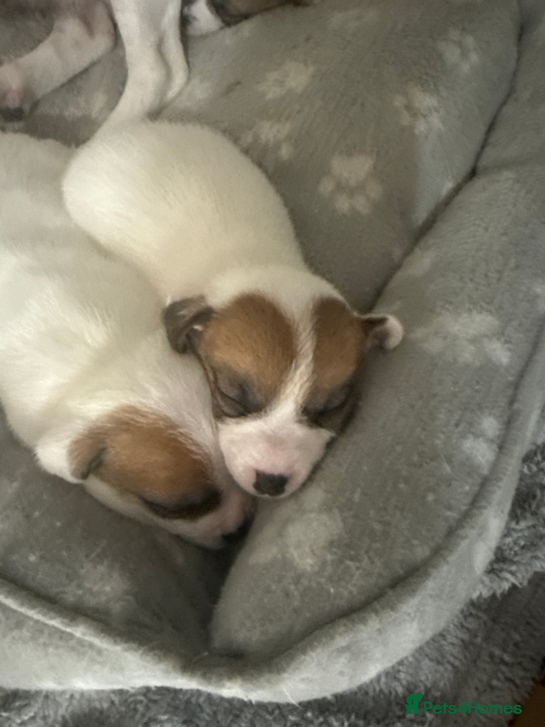 Jack Russell dogs for sale: Miniature Jack Russell terrier 3 boys and 3 girls  - Image 37