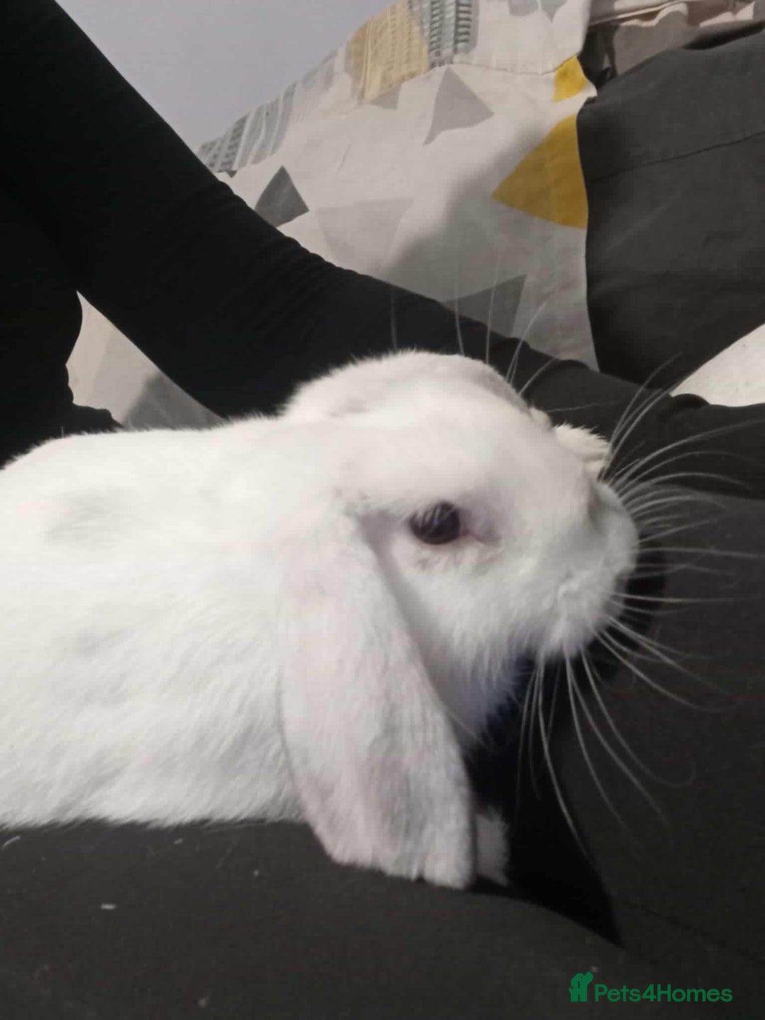 Mini Lop rabbits for sale: Malibu to a good home  - Advert 4