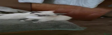 Domestic Shorthair 2
