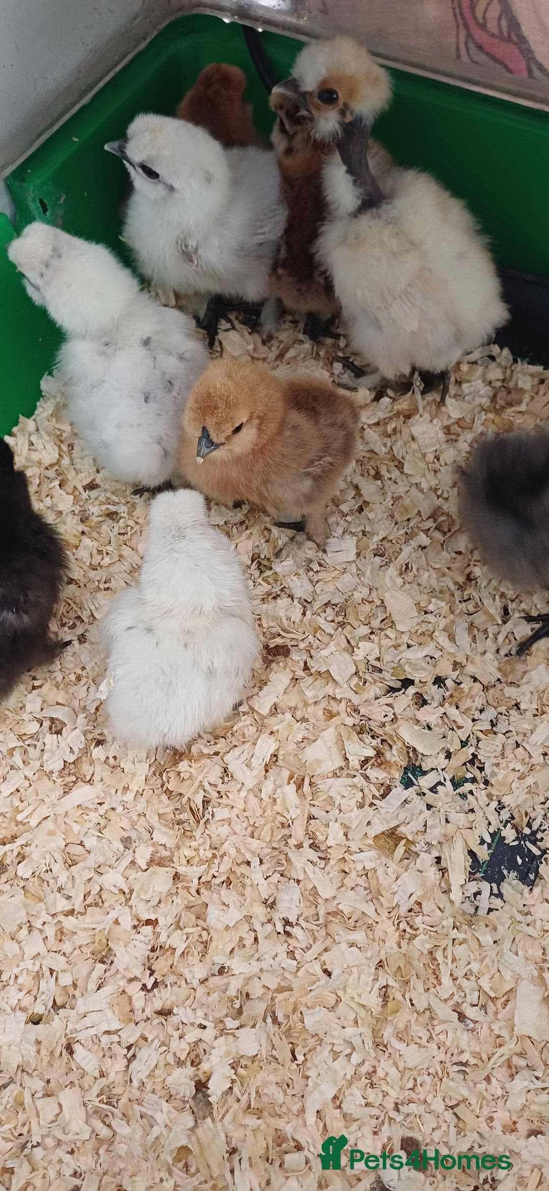 Chickens poultry for sale: Silkie chicks, showgirls and standard - Advert 13
