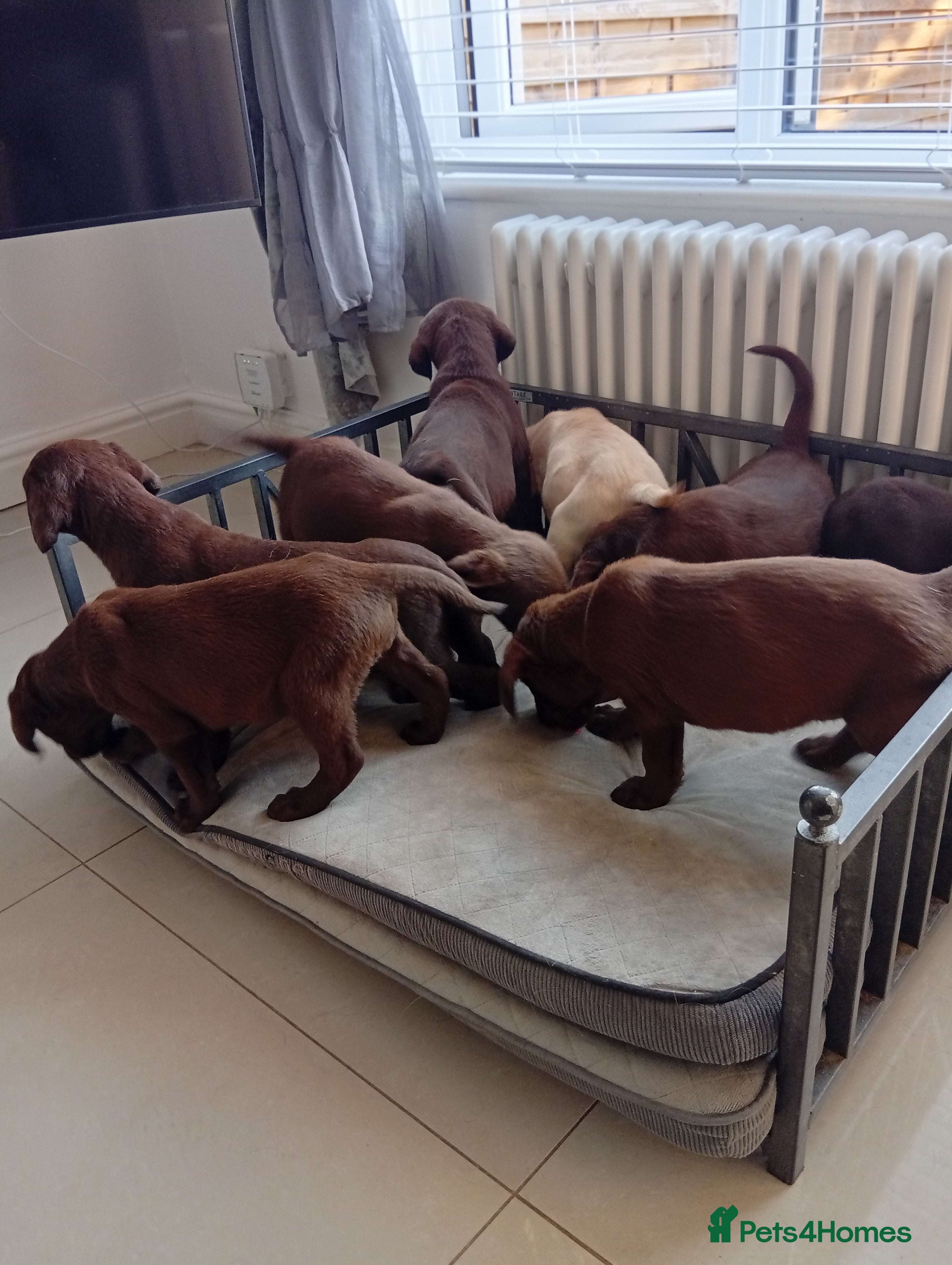 Labrador Retriever dogs Beautiful KC registered puppies  - Advert 2