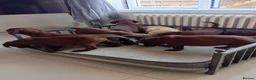Labrador Retriever dogs for sale: Beautiful KC registered puppies  - Advert 2