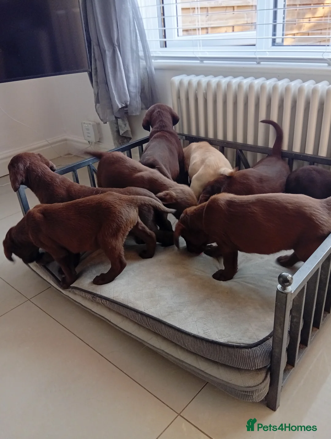 Labrador Retriever dogs for sale: Beautiful KC registered puppies  - Advert 2