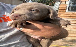 Labrador Retriever dogs for sale:  KC registered Silver and silver and tan labs  - Image 18