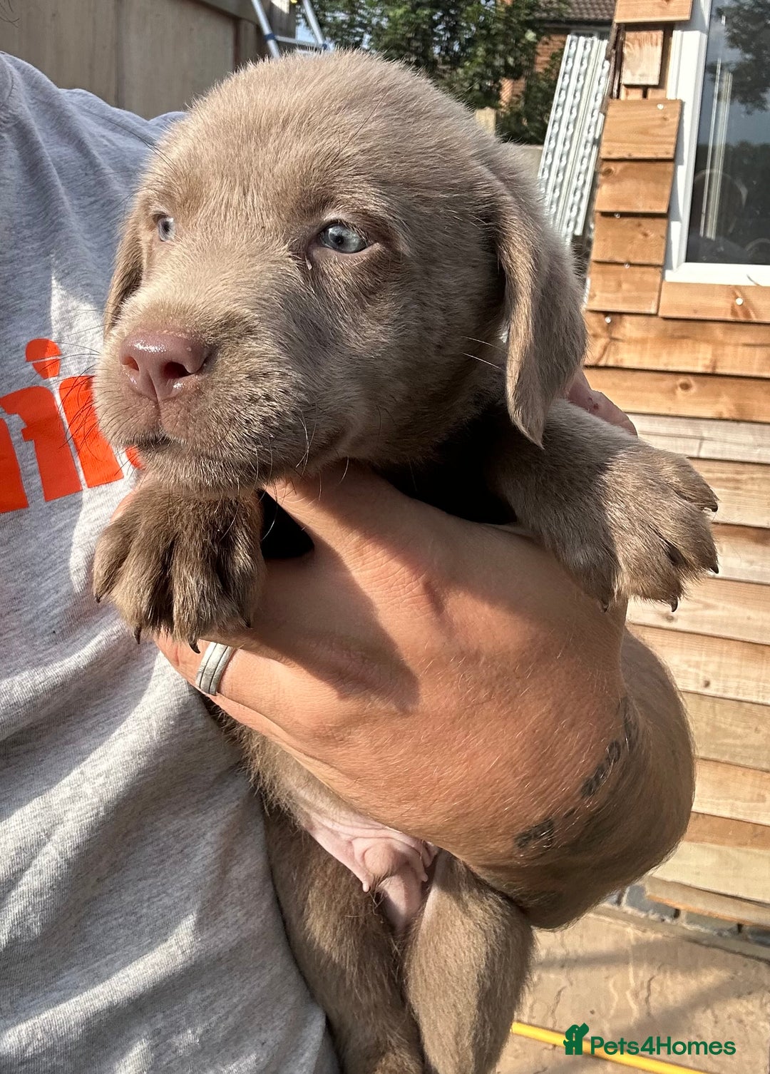 Labrador Retriever dogs for sale:  KC registered Silver and silver and tan labs  - Image 18