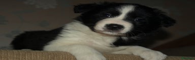 Border Collie Puppy 1