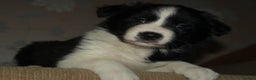 Border Collie dogs for sale: Border Collie puppies  - Advert 22