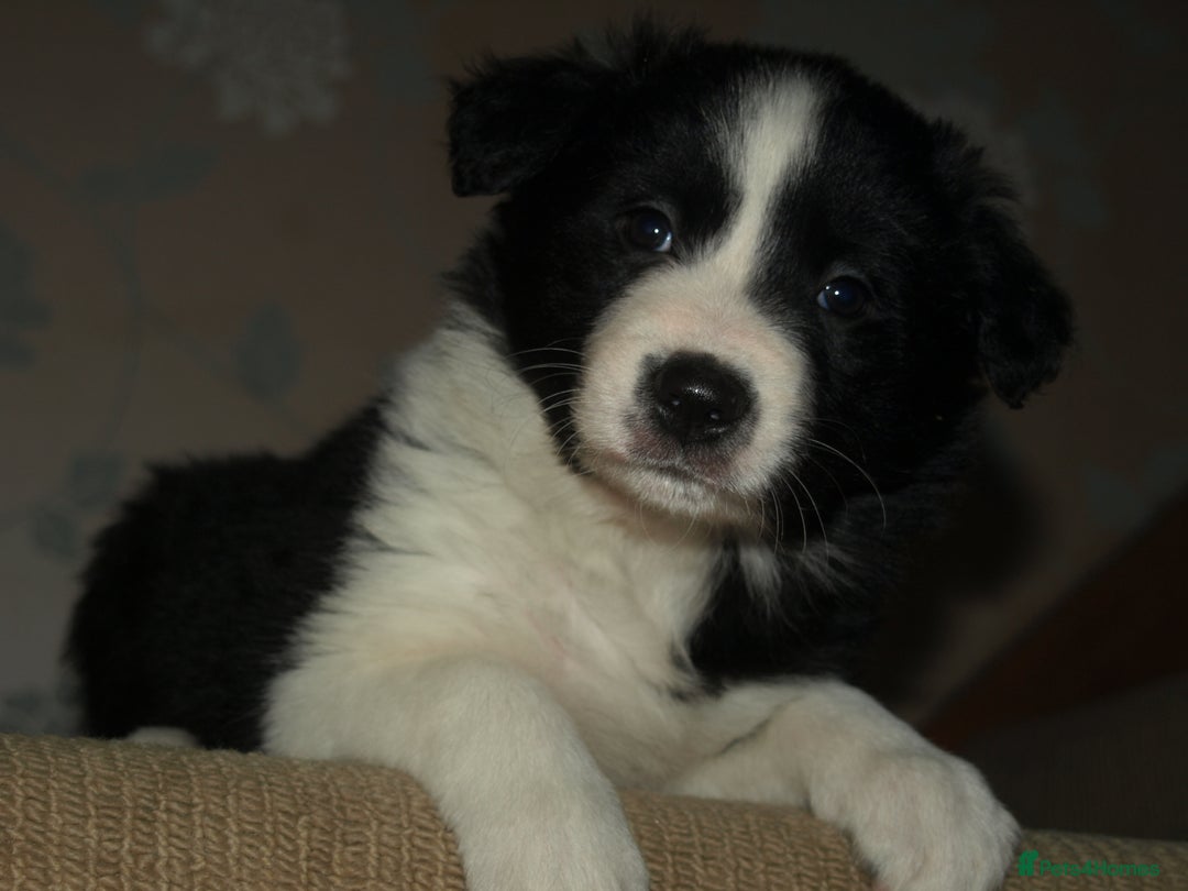 Border Collie dogs for sale: Border Collie puppies  - Advert 22