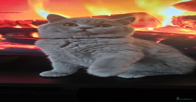 British Shorthair cats (READY NOW) Show Quality Champions 🥇🏆BSH GCCF - Advert 6