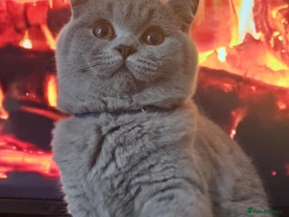 British Shorthair cats for sale - Advert 1