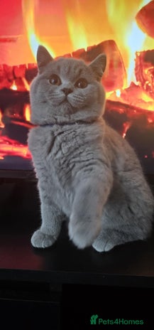 British Shorthair cats - Advert 11