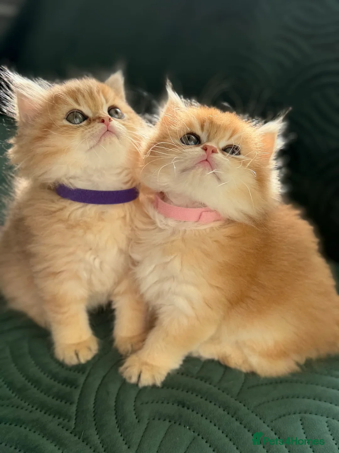 British Longhair cats for sale: CHUNKY, BEAUTIFUL BLH GOLDEN KITTENS  - Advert 22