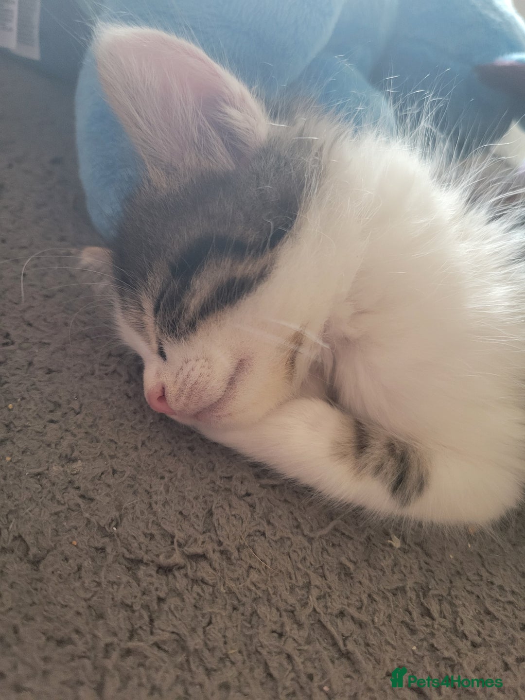 British Longhair cats for sale: Two kittens brother and sister  - Image 5