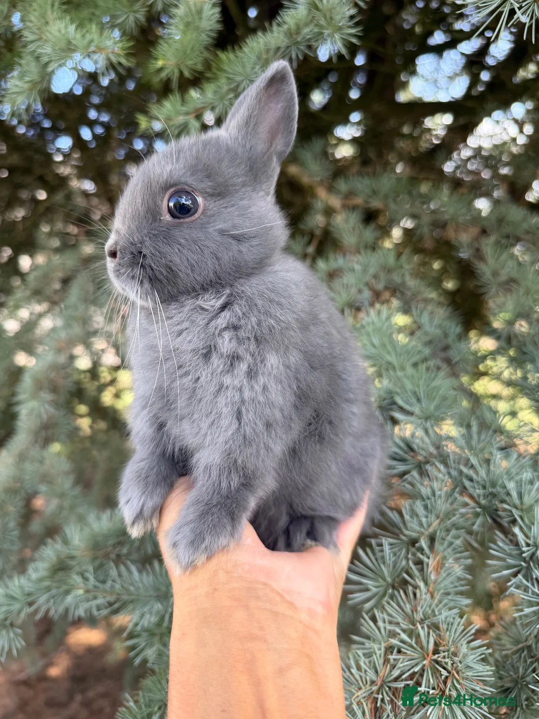 Netherland Dwarf rabbits for sale: Netherland Dwarf Baby Rabbit Male Buck  - Advert 2