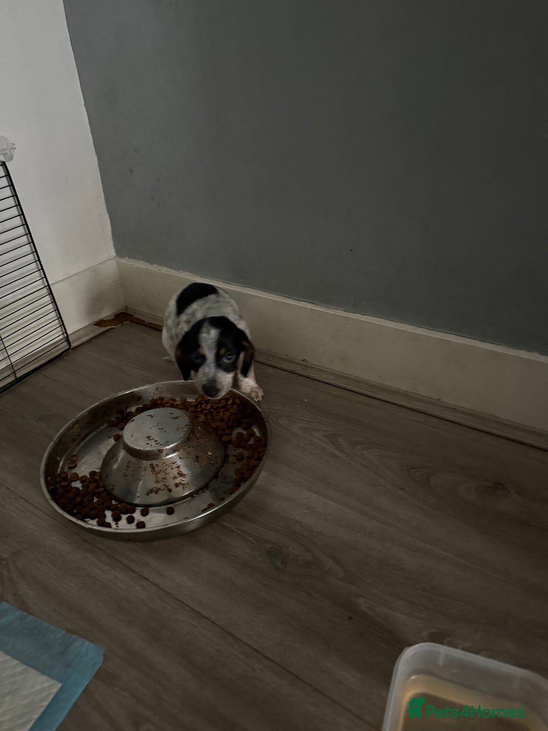 Mixed Breed dogs for sale: Doxipoo - Advert 12