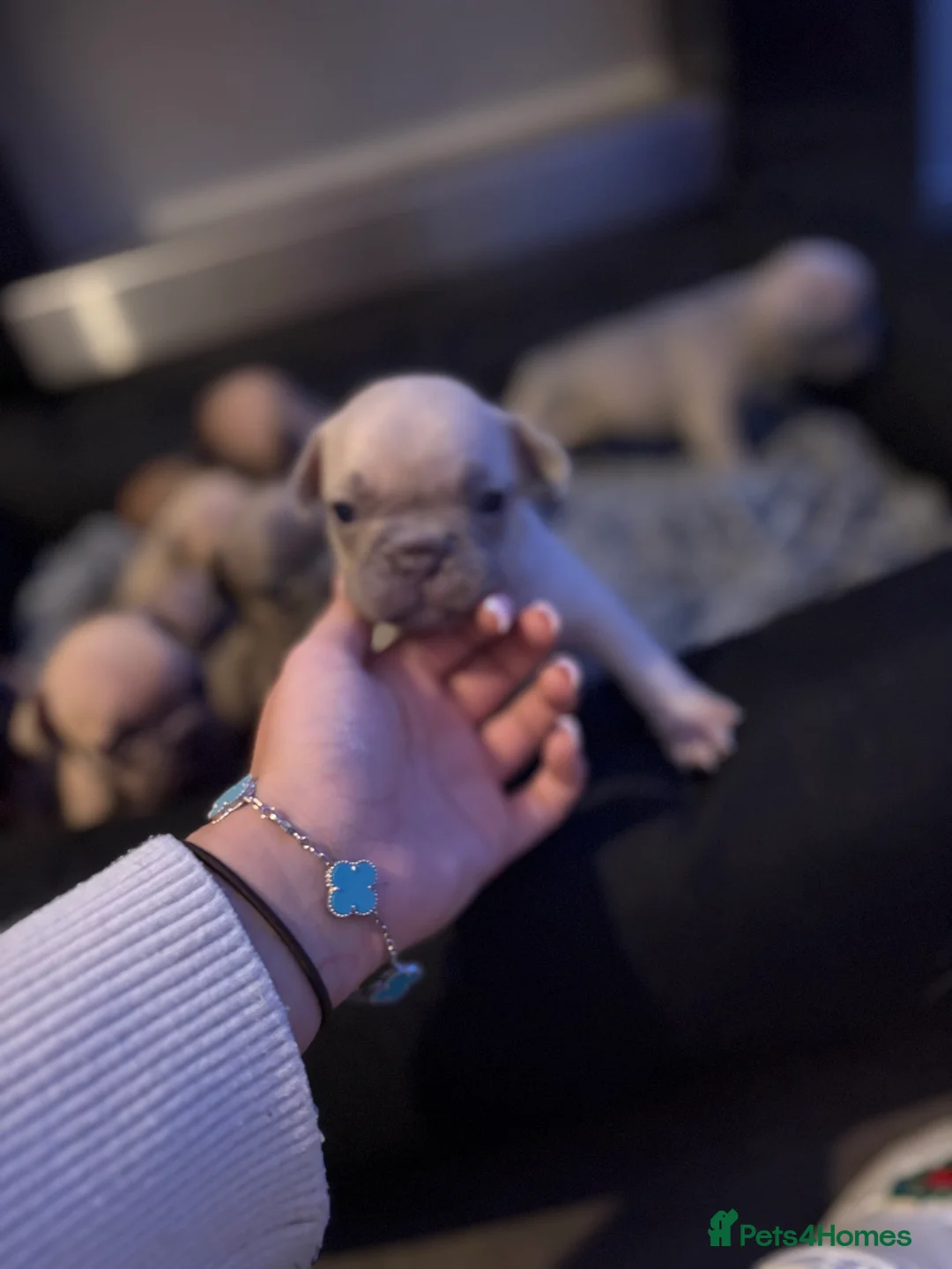 French Bulldog dogs for sale: French bulldog puppies  - Advert 4