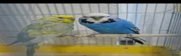 Budgerigars birds for sale: Budgies proven pairs - Advert 2