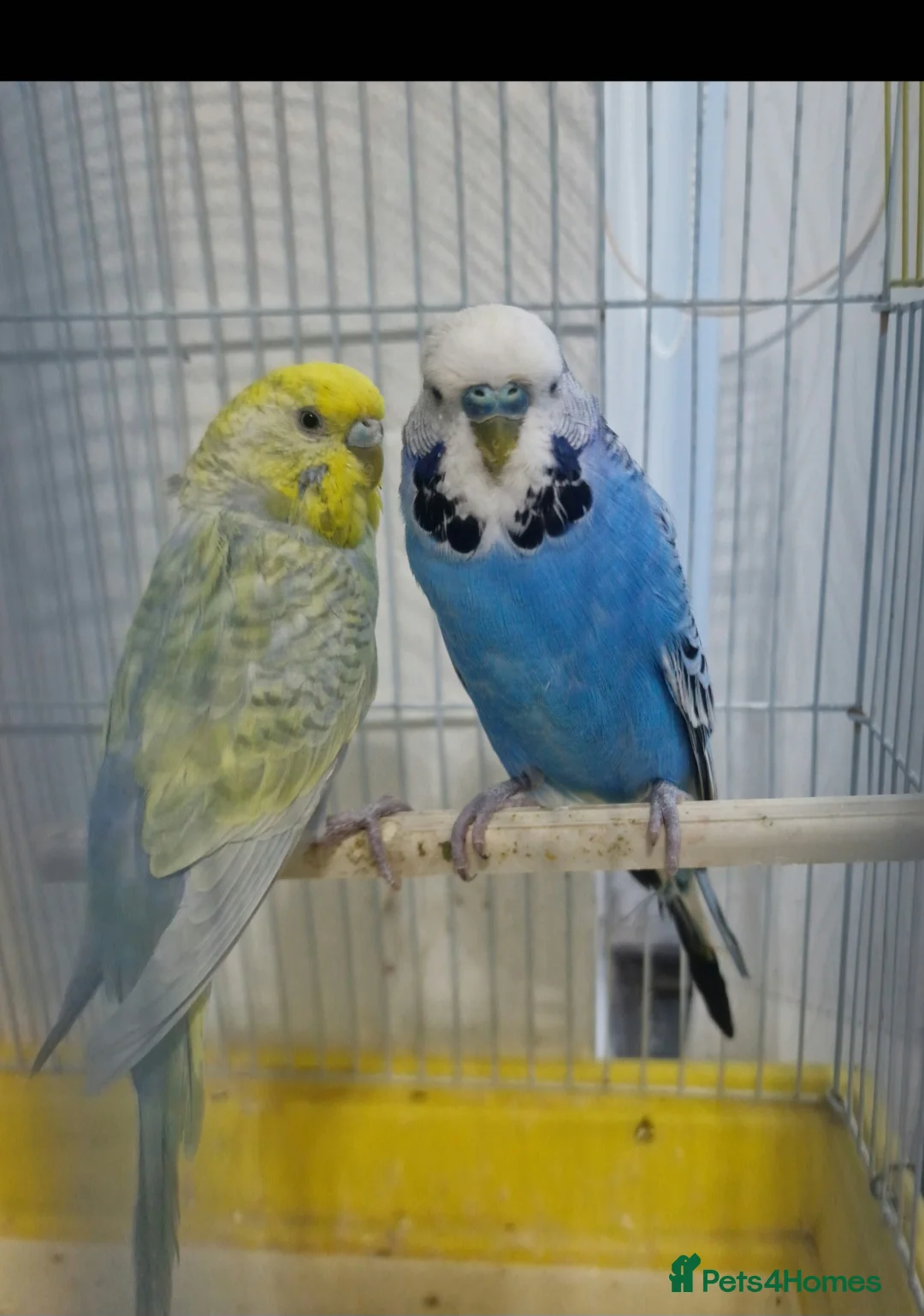 Budgerigars birds for sale: Budgies proven pairs - Advert 2
