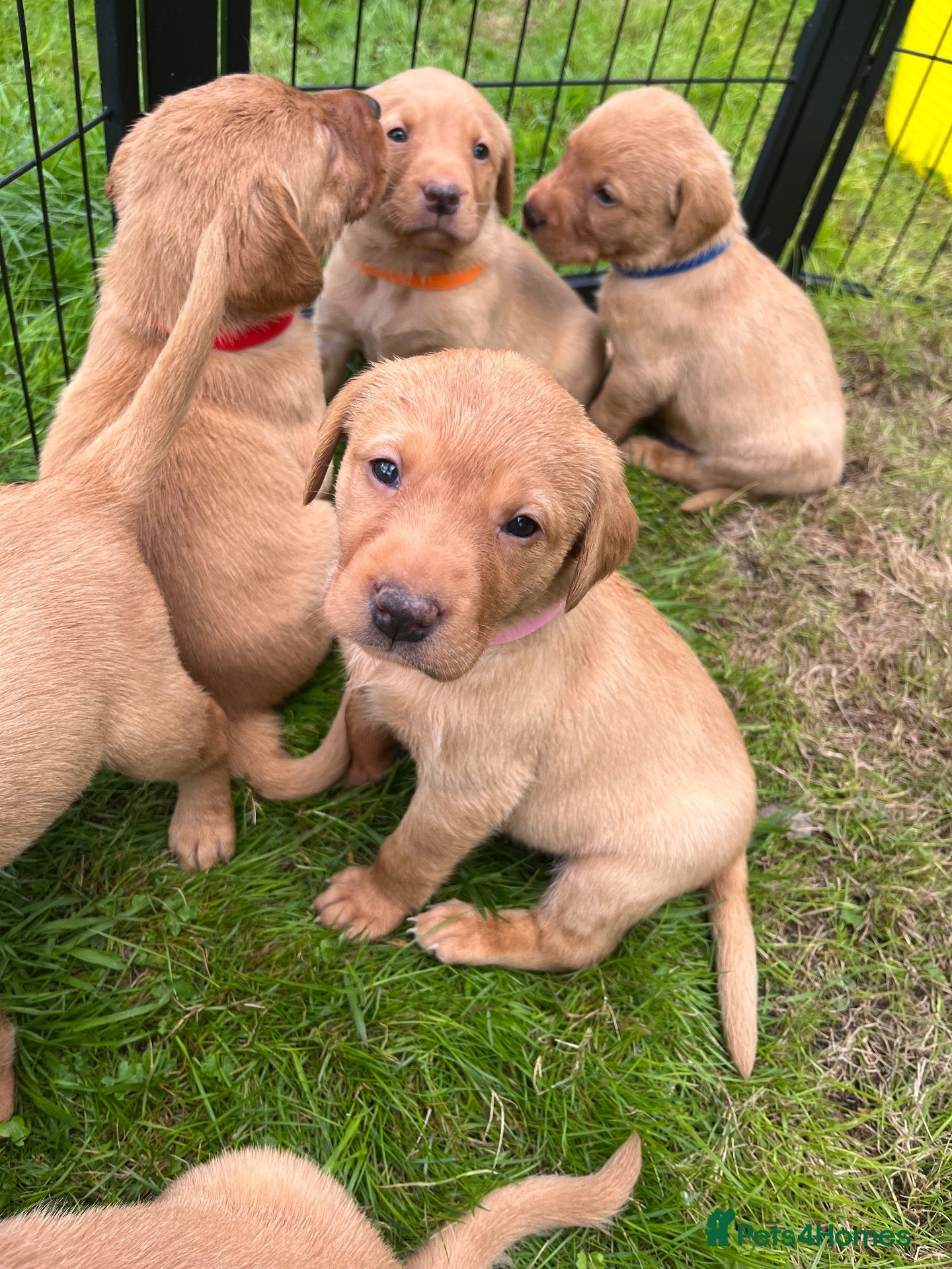 Labrador Retriever dogs KC fox red puppies - Advert 1
