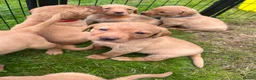 Labrador Retriever dogs for sale: KC fox red puppies - Advert 1