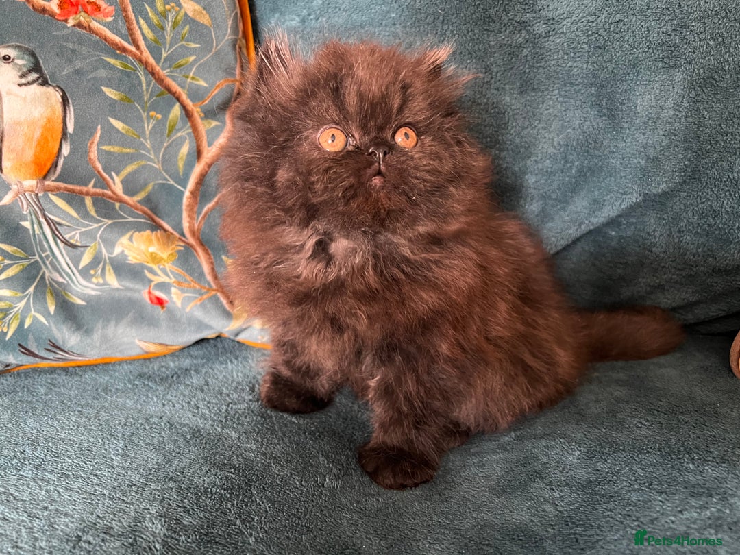 Persian cats for sale: Beautiful Persian Brother & 2 Sisters Available  - Image 8