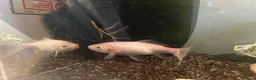 Goldfish fish for sale: 3 gold fish in London - Advert 2
